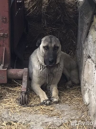 Туретцкий Кангал шенки