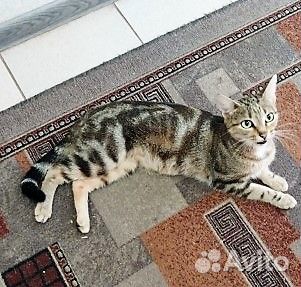 Девчушка ищет свой дом