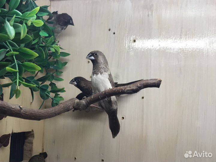 Японские амадины