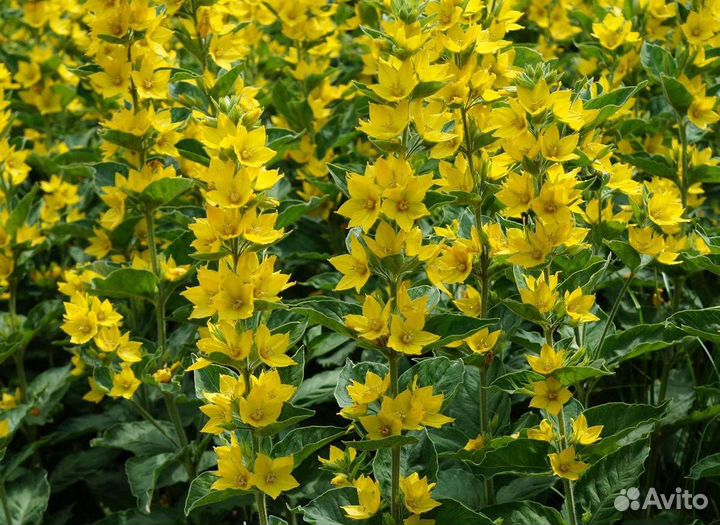 Многолетние растения