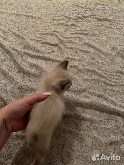 Тайские котята