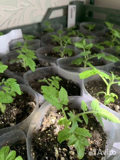 Рассада томатов Балконное чудо (красные и желтые )