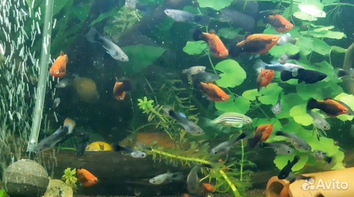 Аквариумные рыбки,креветки, грунт, криптокорина