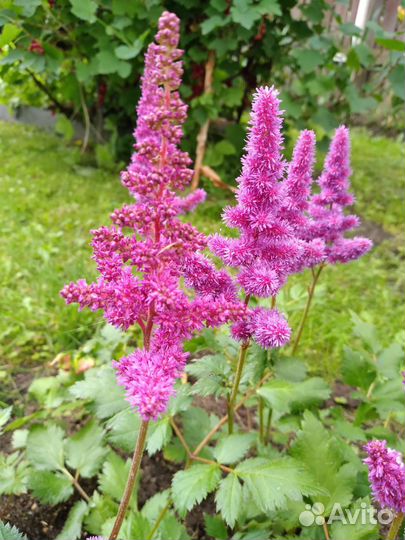 Саженцы многолетних цветов