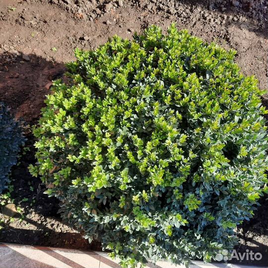 Почвопокровные хвойники