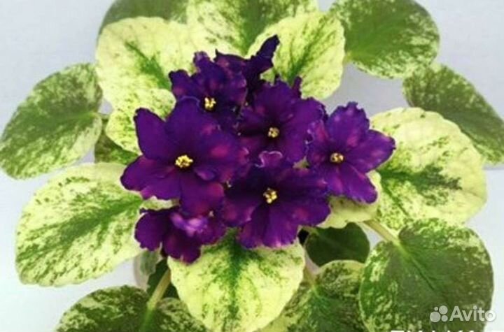 Сортовые Фиалки