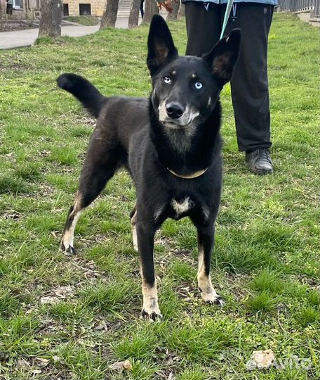 Собака для Души