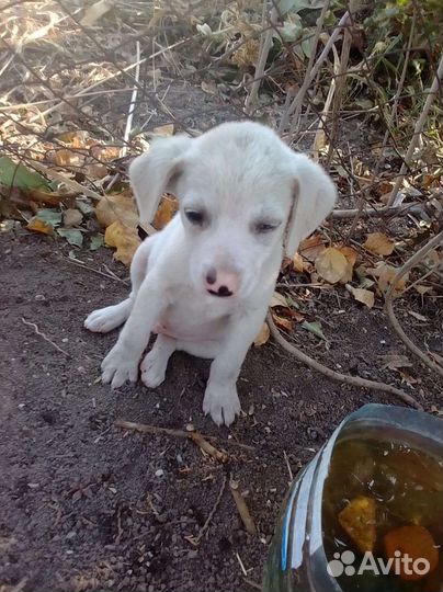 Щеночки от маленькой собаки