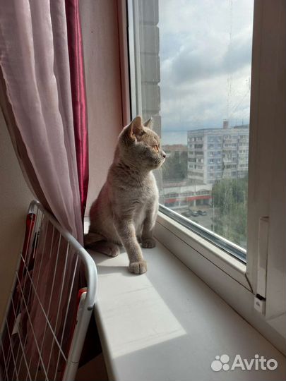 Кошка в дар бесплатно