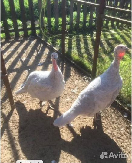 Голубые индюки