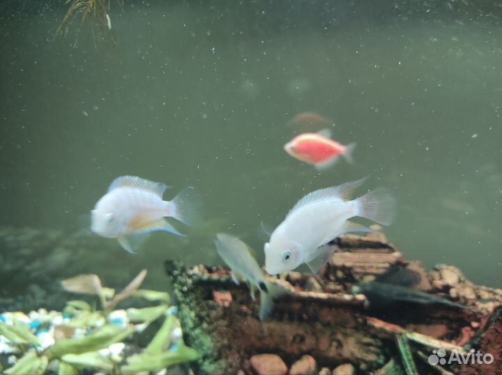 Чернополосые цихлозомы пара (альбиносы)