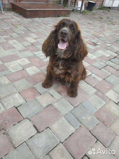 Русский спаниель