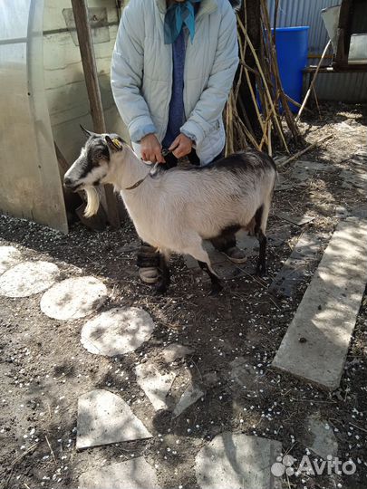 Козы дойные