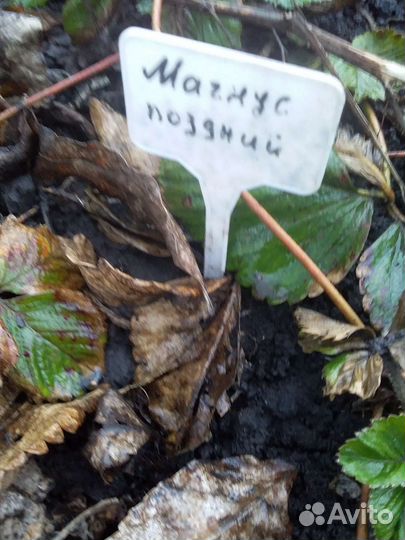 Рассада клубники