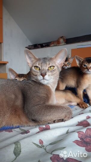Абиссинская кошка