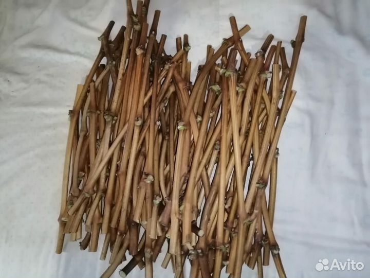 Черенки винограда