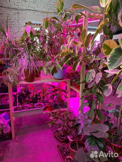 Комнатные растения цветы, собственная оранжерея