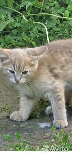 Кошка в дар