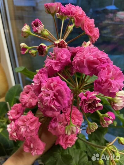 Пеларгонии сортовые