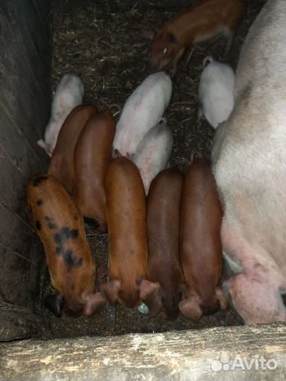 Поросенок дюрок+ландрас