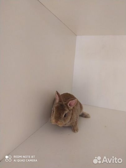 Кролик - Карликовый плюшевый рекс