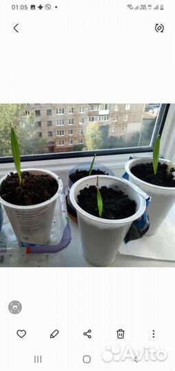 Финиковая пальма