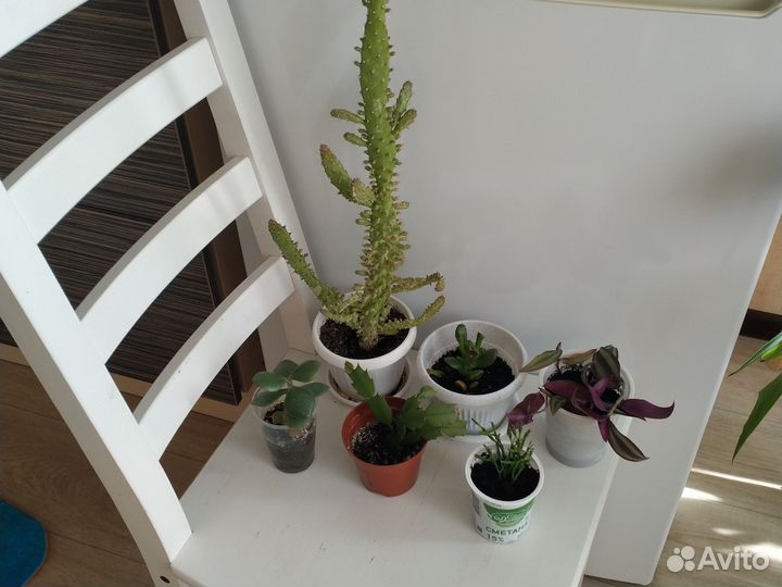 Комнатные растения 9 видов