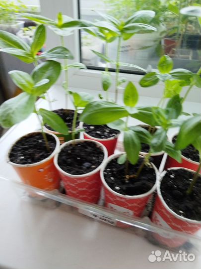 Циния пионовидная