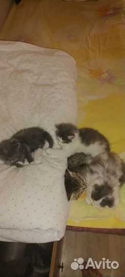 Отдам бесплатно