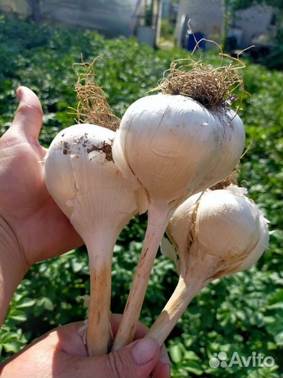 Рокамболь лук чеснок