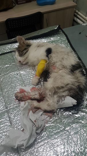 Котик в добрые ручки