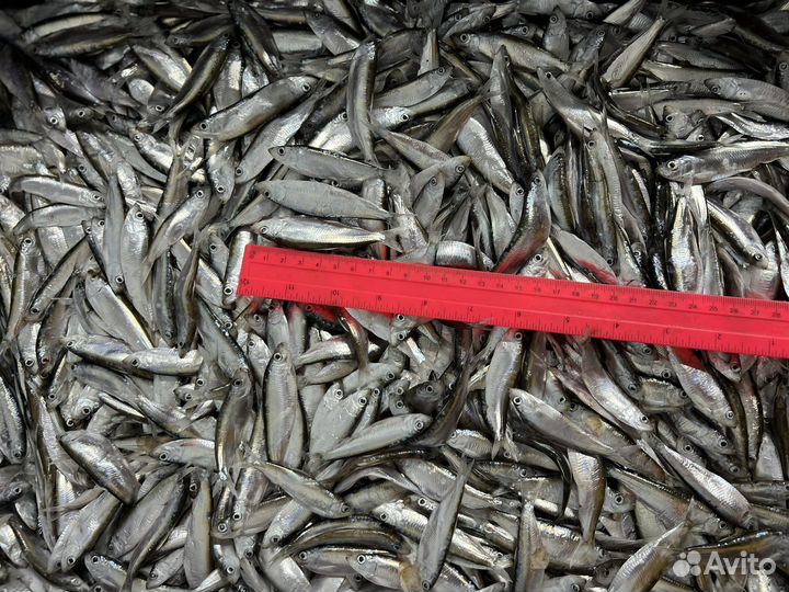 Свежая рыба тюлька мороженая