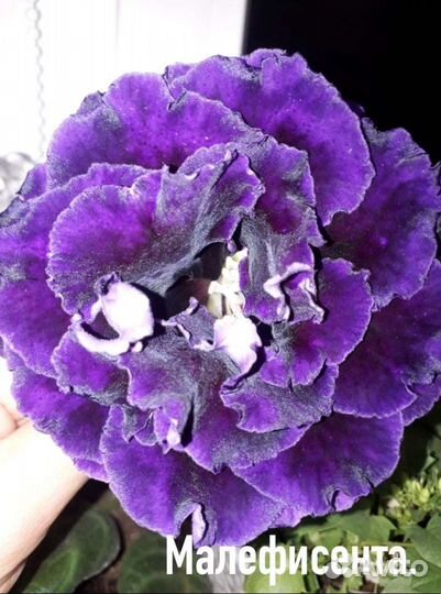 Цветы глоксиния