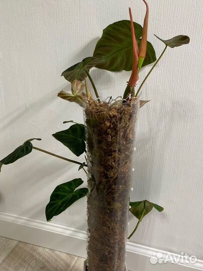 Филодендрон веррукозум