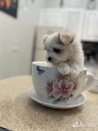 Мальтезе мини мальчик