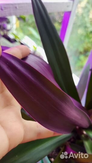 Традесканция Рео