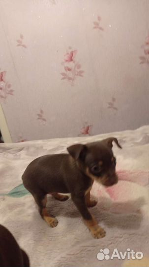 Мини той-терьер