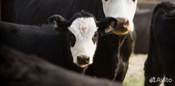 Телята белоголовые бычки 3 нед. Доставка