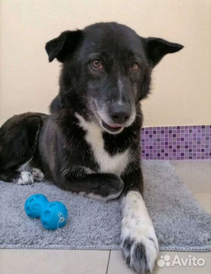 Собака Маруся