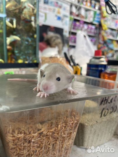 Крысята дамбо