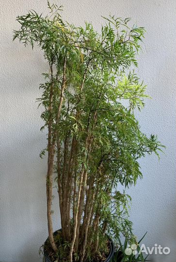 Полисциас ming