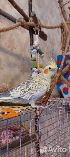 Два попугая корелла с клеткой