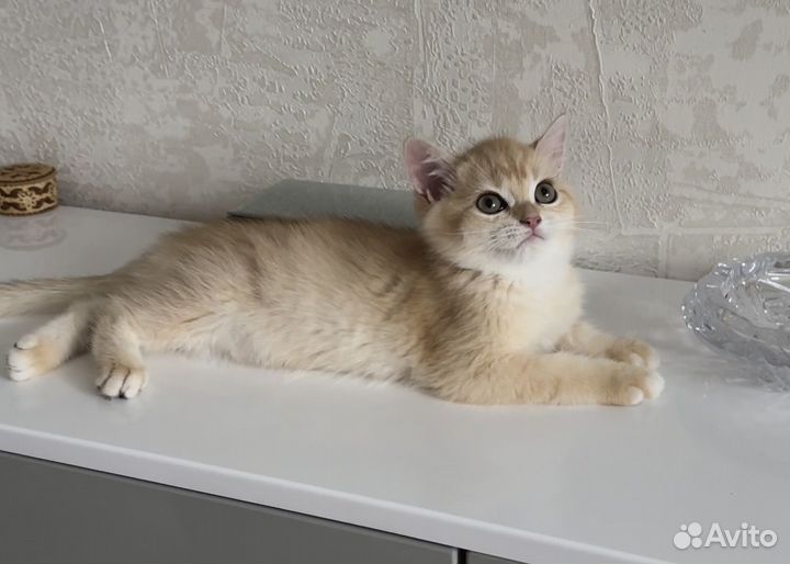 Британский котик