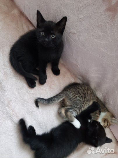 Котята усатые