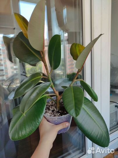 Фикус эластика