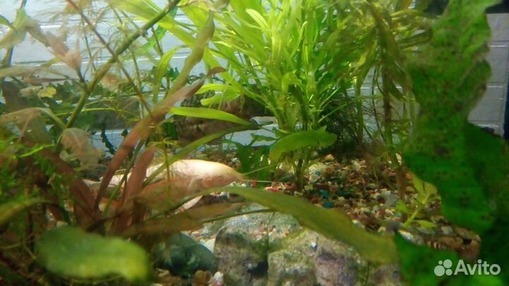 Тораканумы