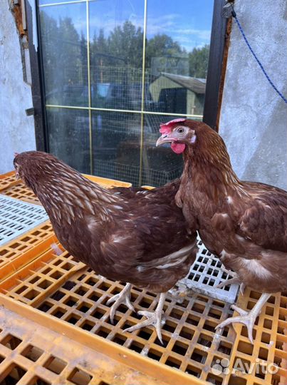 Куры несушки коричневые Хайсекс Ломан Браун