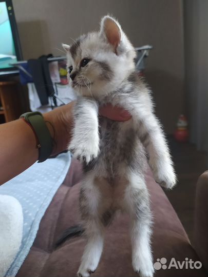 Британский котенок