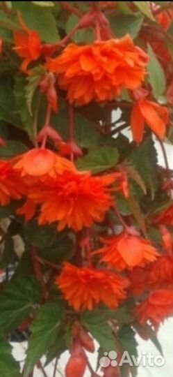 Бегония ампельная Белекония;;