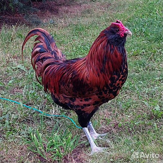 Петух Эйленбарт